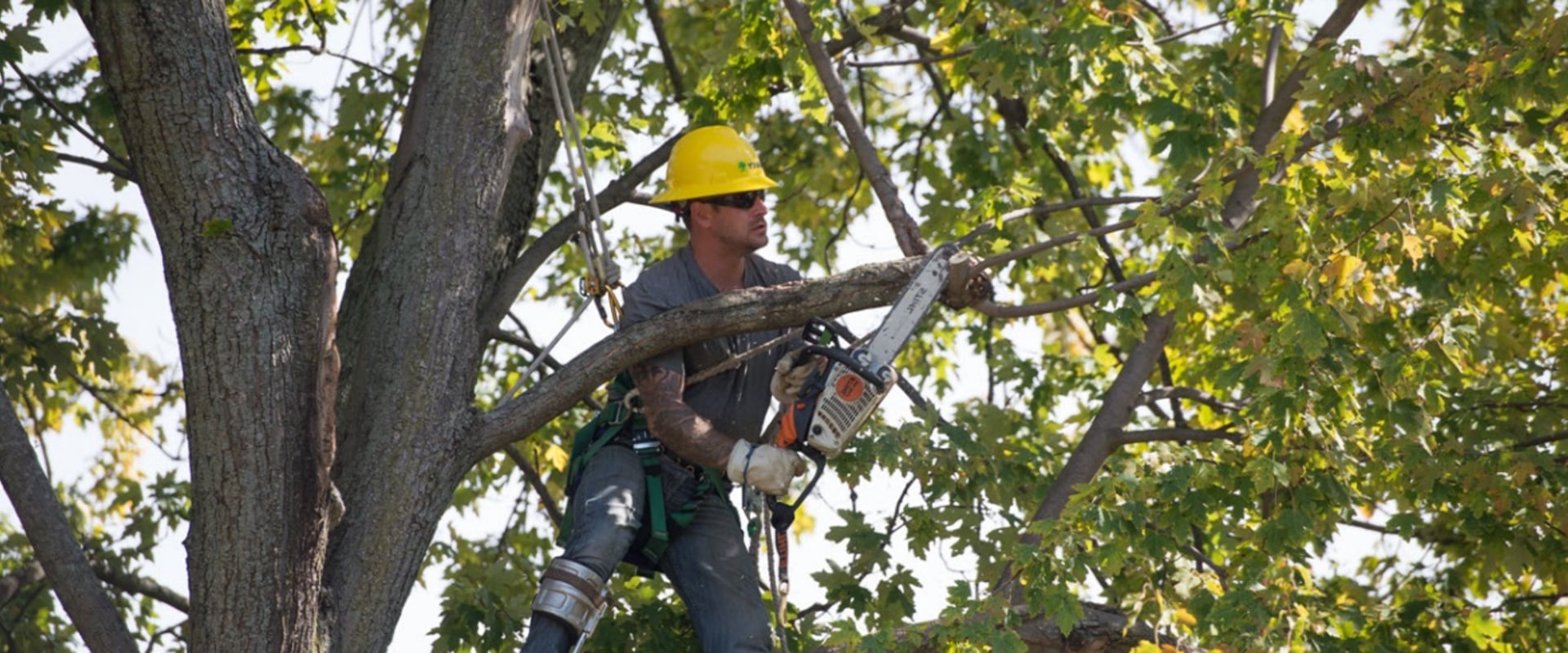 Essential PPE for Tree Care Protect Yourself While Working