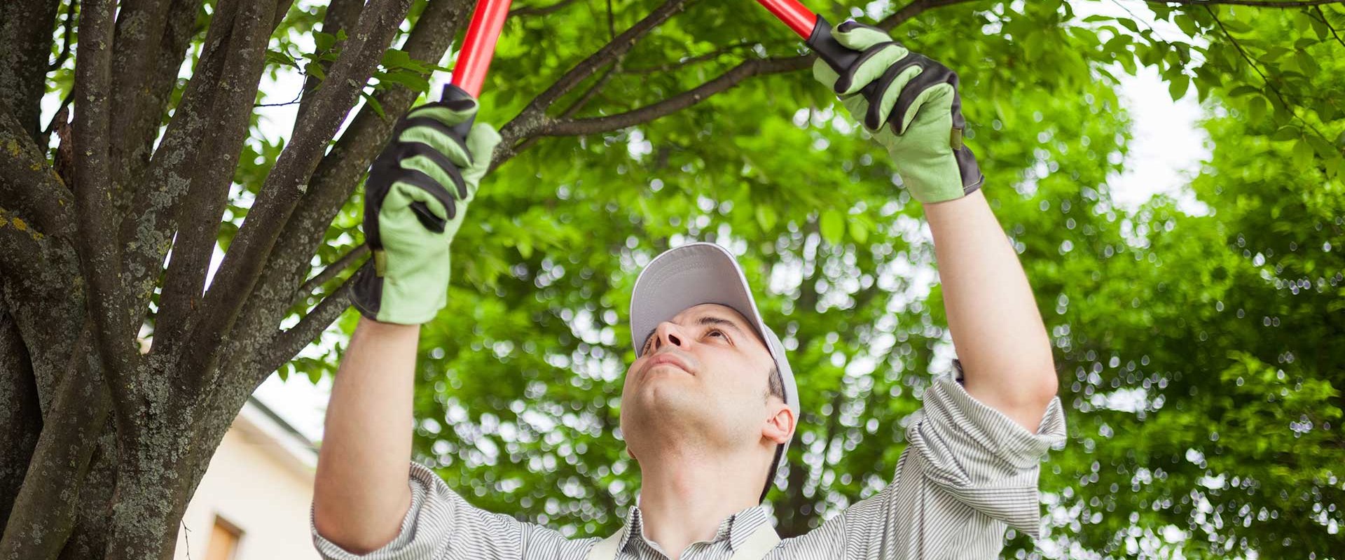 Tree Service Equipment A Comprehensive Guide to Safely and Efficiently