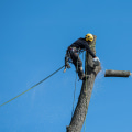 Essential Tree Service Equipment for Safe Tree Removal