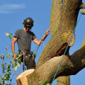 The Benefits of Professional Tree Service Equipment: An Expert's Perspective