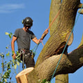 The Benefits of Professional Tree Service Equipment: An Expert's Perspective