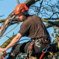 Do Tree Services Need a License in Florida?