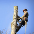 Tree Service Regulations: What You Need to Know
