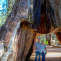 What is the Biggest Tree Service Company in the World?