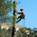 Tree Care Services in Missouri Start with the Right Tree Service Equipment