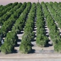 Planting Trees In Lubbock, TX: Why You Shouldn't Overlook The Role Of Tree Service Equipment