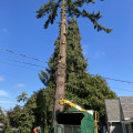 Safety And Efficiency: Exploring Equipment For Emergency Tree Services In Oregon City