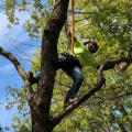 Do Tree Services Need to Be Licensed in Idaho?