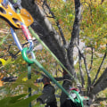 A Tree's Tale: The Impact Of Professional Tree Service Equipment On Tampa's Urban Environment
