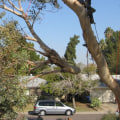 How To Choose The Right Tree Service Equipment For Your Tree Removal Needs In Phoenix, AZ