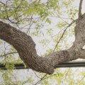 How Often Should Tree Service Equipment Be Inspected and Serviced for Safety?