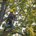 Essential PPE for Tree Care: Protect Yourself While Working