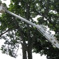 Safety Equipment: Essential for Tree Service Work
