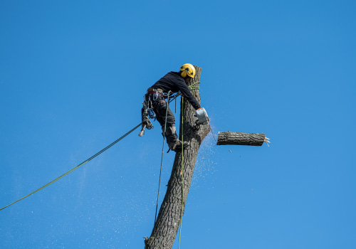 Essential Tree Service Equipment for Safe Tree Removal