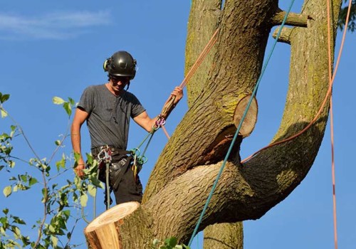 The Benefits of Professional Tree Service Equipment: An Expert's Perspective