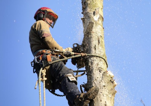 Understanding Florida's Tree Law: An Expert's Guide