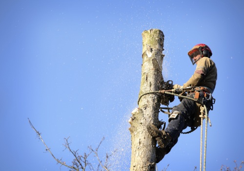 Tree Service Regulations: What You Need to Know