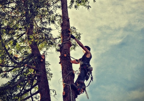 Professional Tree Pruning in Maysville, WV