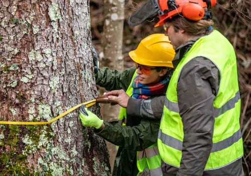 Safety Precautions for Tree Service Equipment: A Guide for Tree Workers