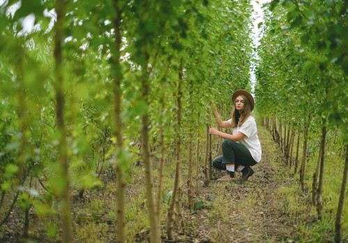 Safe and Effective Tree Trimming in Virginia Beach