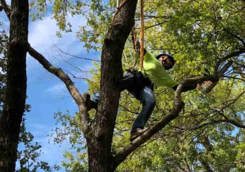Do Tree Services Need to Be Licensed in Idaho?