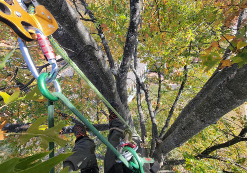 A Tree's Tale: The Impact Of Professional Tree Service Equipment On Tampa's Urban Environment