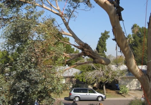 How To Choose The Right Tree Service Equipment For Your Tree Removal Needs In Phoenix, AZ