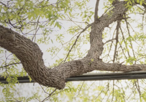 How Often Should Tree Service Equipment Be Inspected and Serviced for Safety?