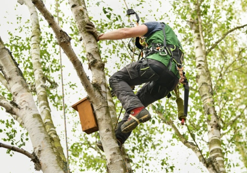 Safety First: The Importance Of Proper Tree Service Equipment For Professional Tree Care Service In Western NC