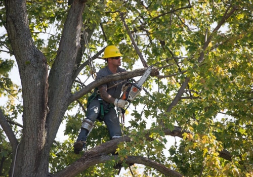 Essential PPE for Tree Care: Protect Yourself While Working