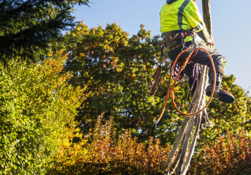 Finding the Right Operator for Your Tree Service Equipment