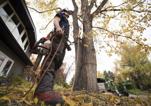 Essential Equipment for a Profitable Tree Service Business